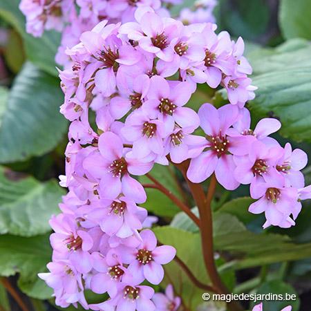 Tuintips voor april